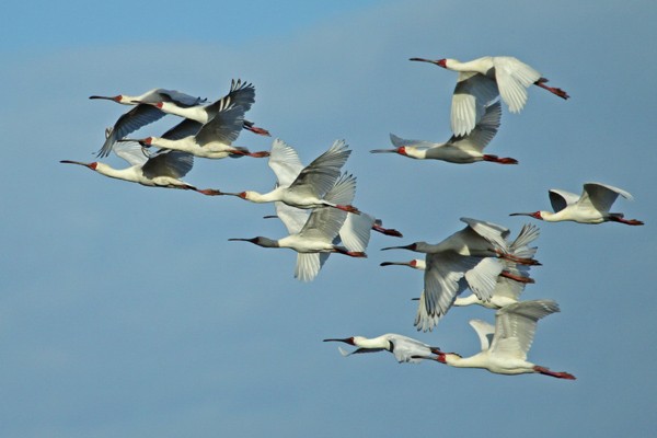 African Spoonbills in flight