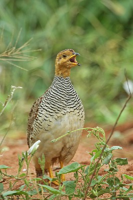 Coqui Francolin