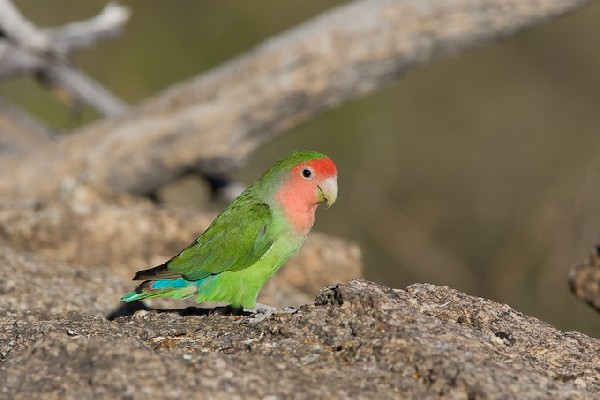 Rosy-faced Lovebird