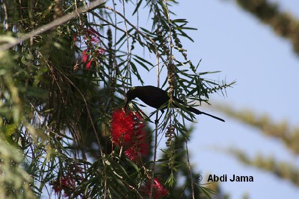 Tacazze Sunbird.