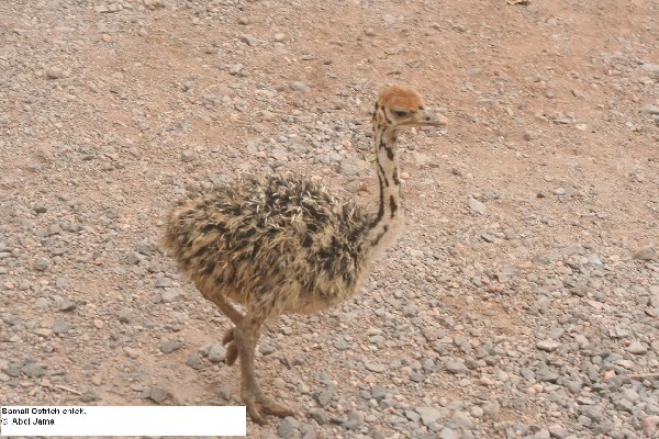  Somali Ostrich chick
