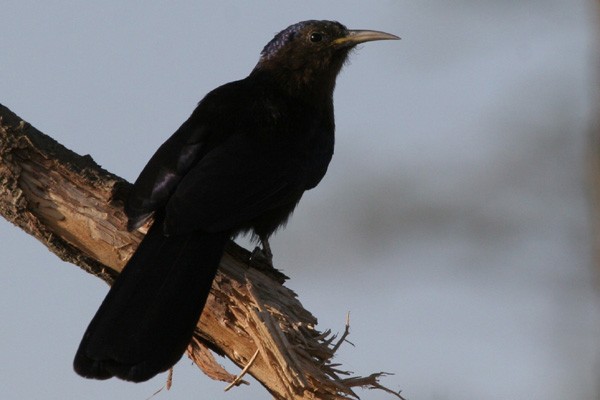 Black Scimitarbill
