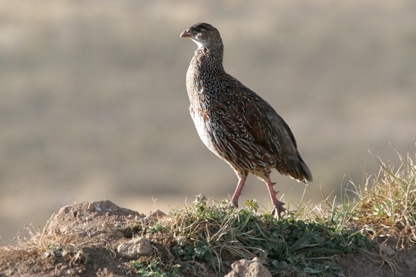 Chestnut-naped Francolin