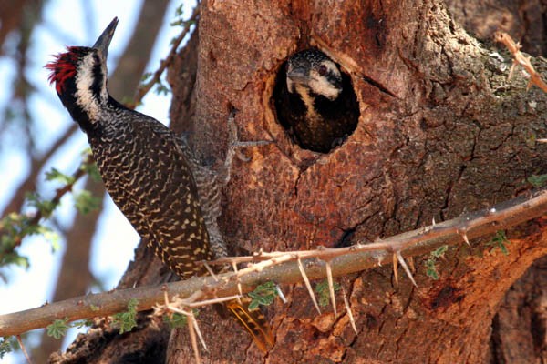 Bearded Woodpecker