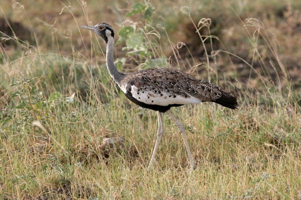 Hartlaub's Bustard