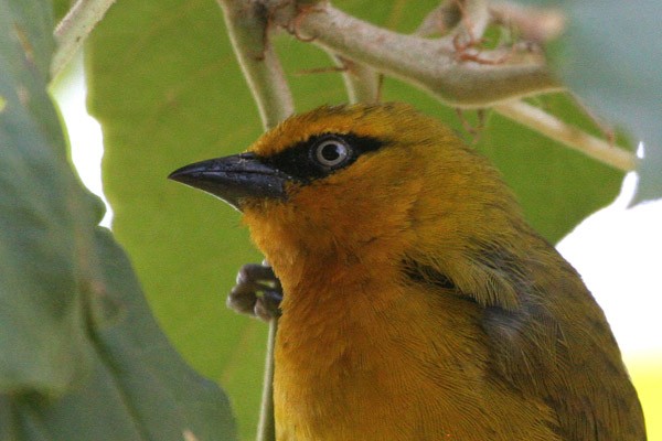 Spectacled Weaver