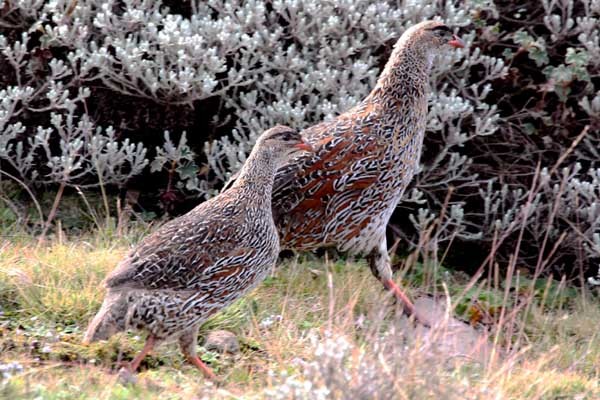Chestnut-naped Francolin - pair