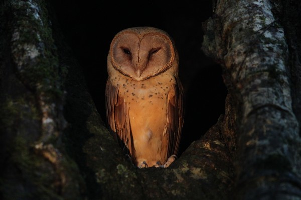 Madagascar Red Owl