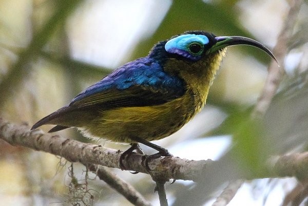 Sunbird Asity