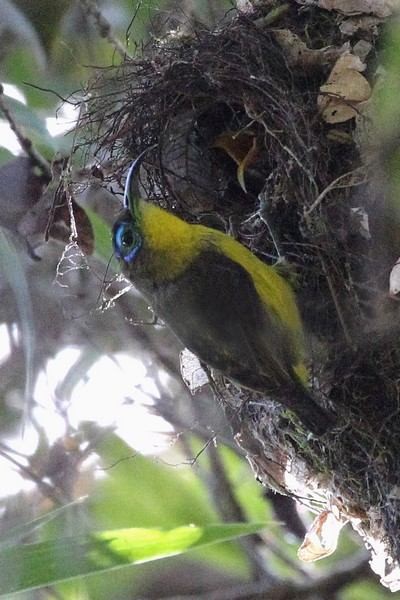 Yellow-bellied Asity