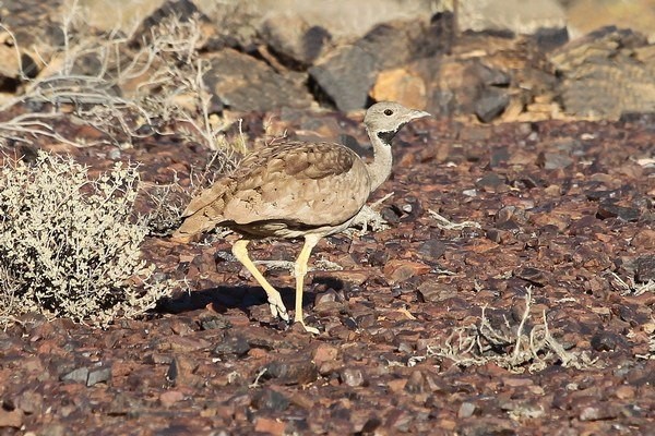 Karoo Bustard