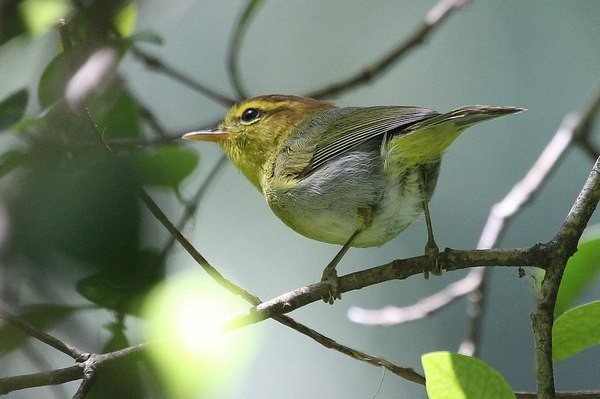 Yellow-throated Woodland Warbler