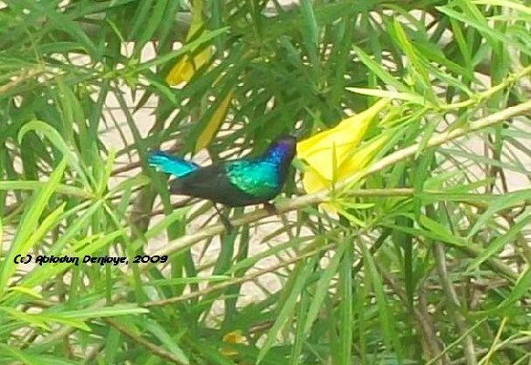 Splendid Sunbird