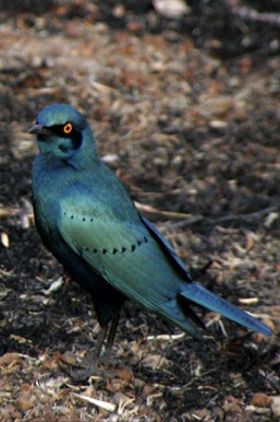 Greater Blue-eared Starling