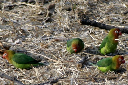 Lilian's Lovebird