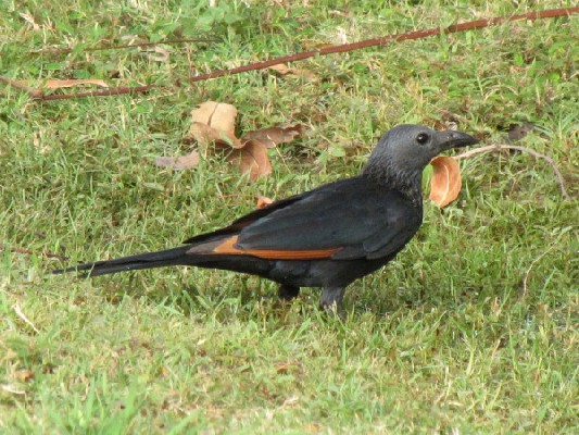 Neumann's Starling