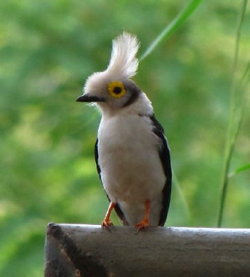 White Helmet-Shrike
