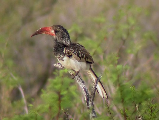 Monteiros hornbill- Tockus monteiri