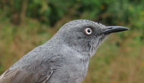 Adult Sierra Leone Prinia, trapped at 1345 m