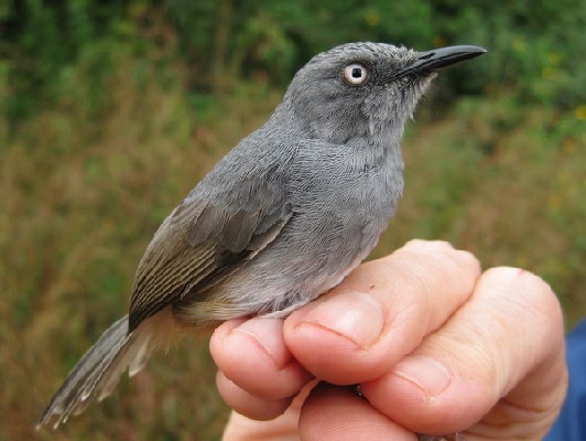 Adult Sierra Leone Prinia, trapped at 1345 m