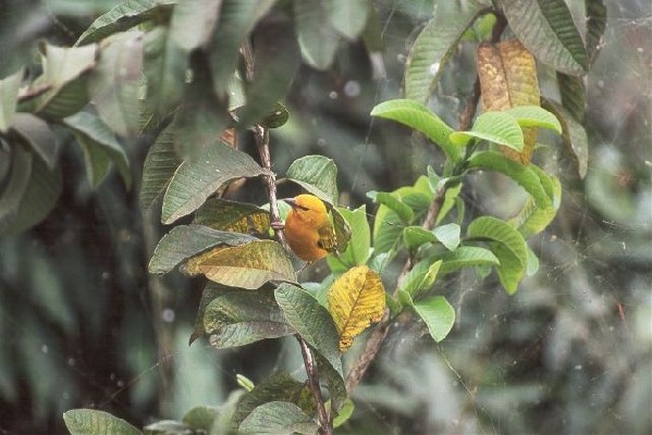 Orange Weaver