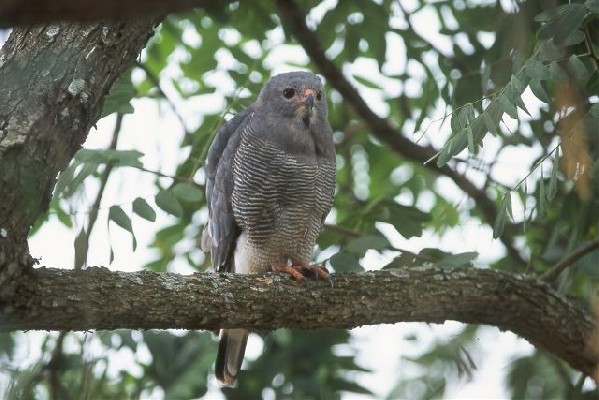 Lizard Buzzard