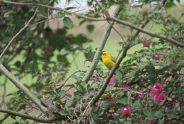 Slender-billed Weaver
