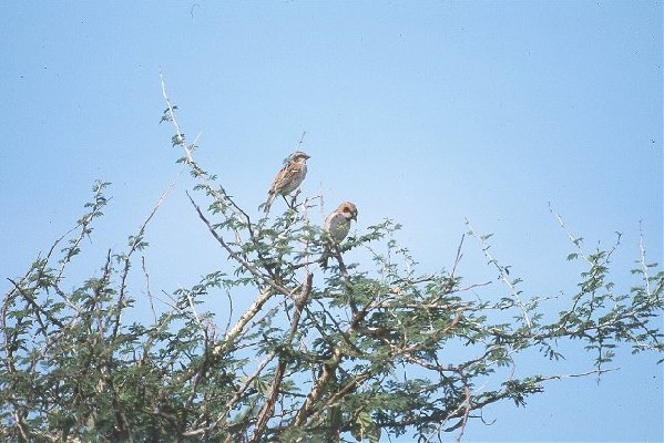 Shelley's Rufous Sparrow
