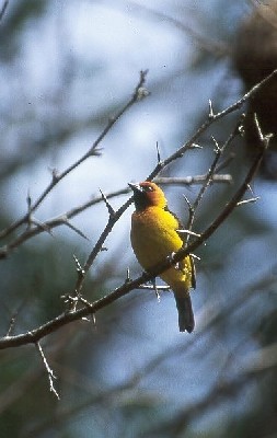 Black-necked Weaver