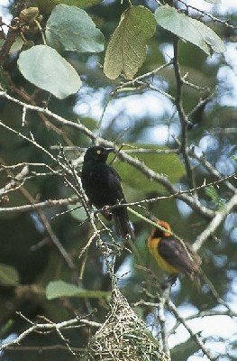 Vieillot's Black Weaver