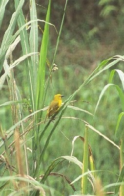 Holub's Golden Weaver