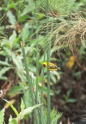 Northern Brown-throated Weaver