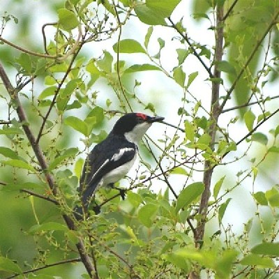 Brown-throated Wattle-eye