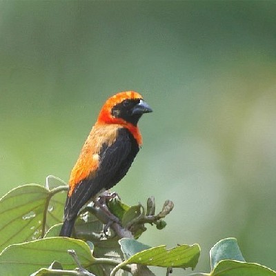 Black-winged Bishop