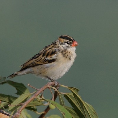 Pin-tailed Whydah