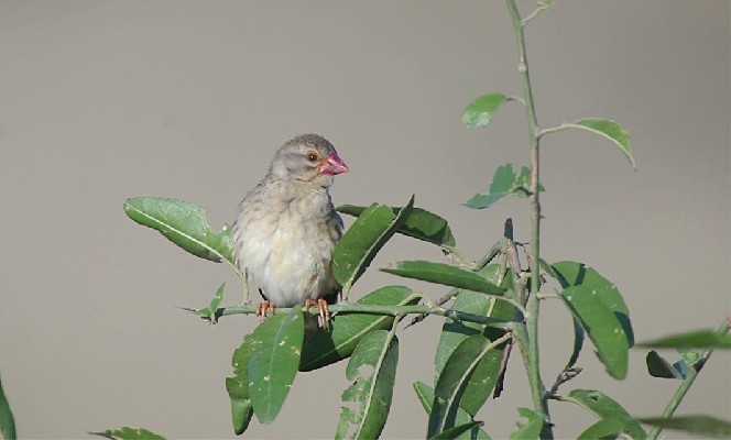 Red-billed Quelea