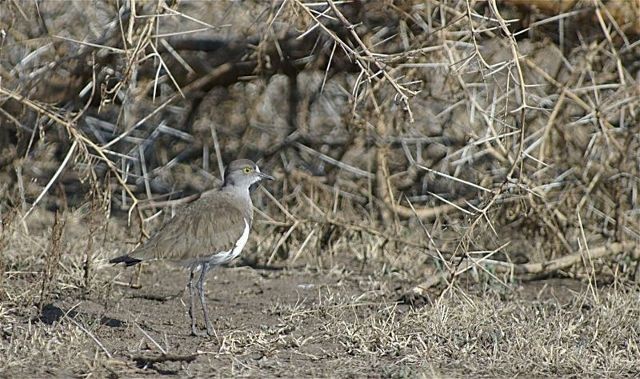Lesser Black-winged Lapwing