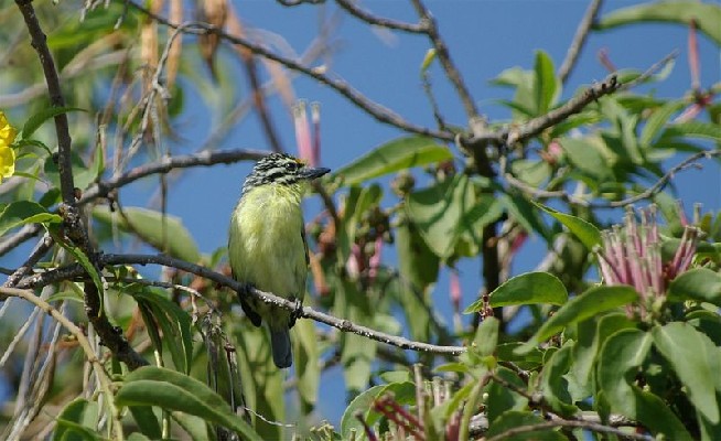 Yellow-fronted Tinkerbird