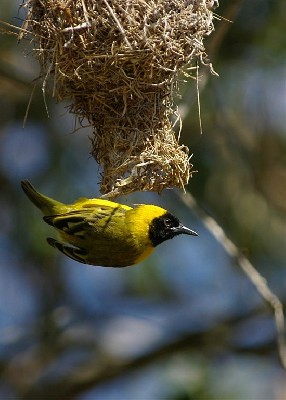Slender-billed Weaver