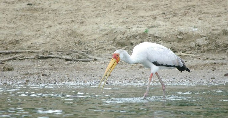 Yellow-billed Stork
