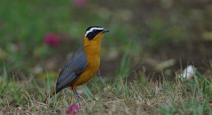 White-browed Robin-chat