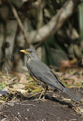 African Thrush