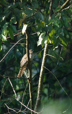Barred Long-tailed Cuckoo