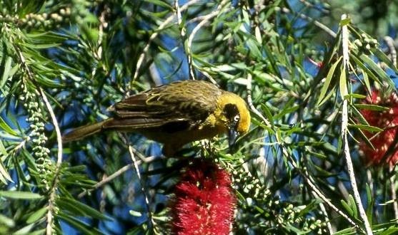 Baglafecht Weaver
