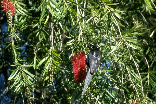 Tacazze Sunbird