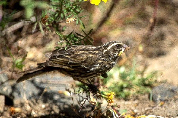Streaky Seedeater