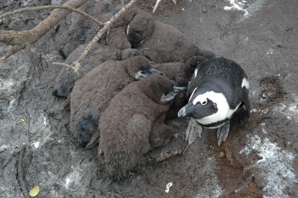 African Penguin