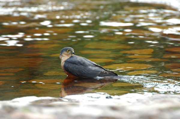 Rufous-chested Sparowhawk bathing
