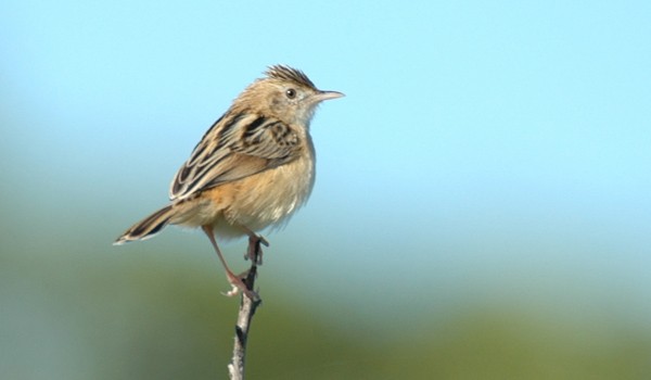 Zitting Cisticola
