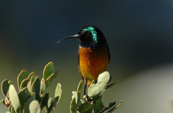 Orange-Breasted Sunbird